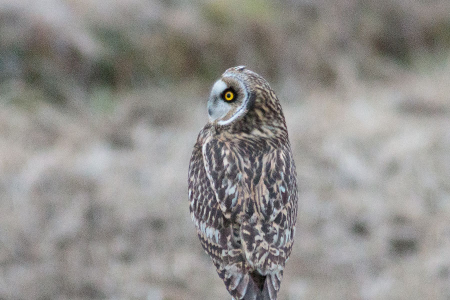 コミミズク コミミズクの画像