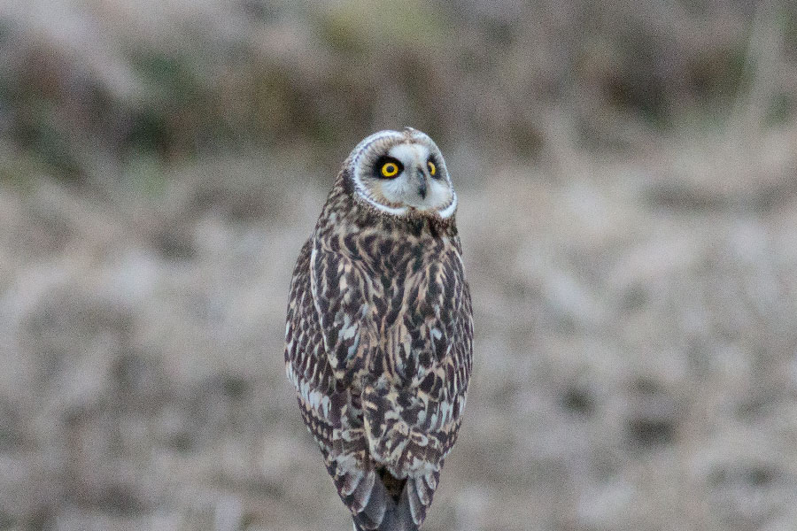 コミミズク コミミズクの画像