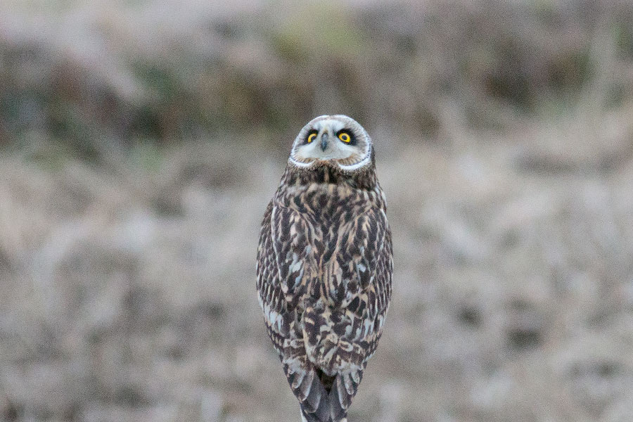 コミミズク コミミズクの画像