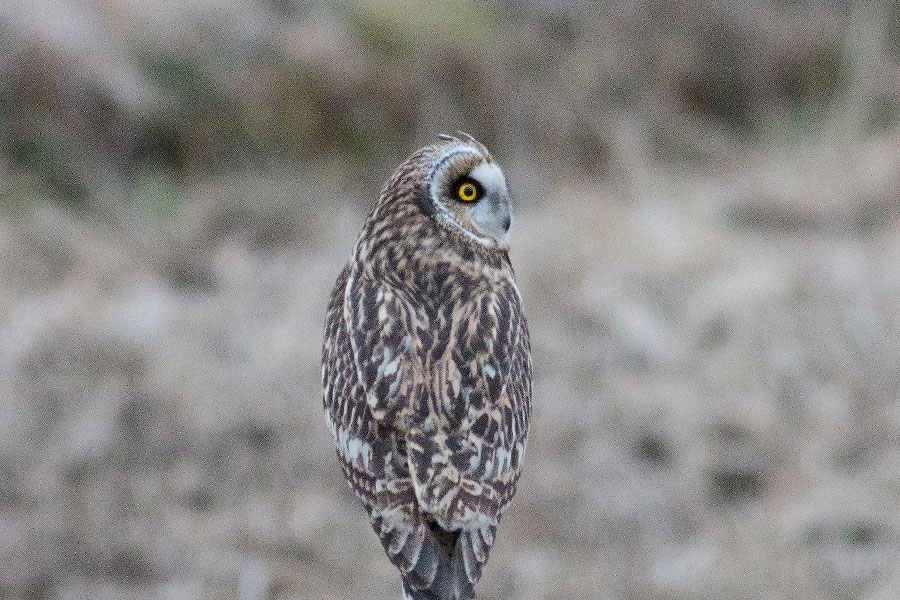 コミミズク コミミズクの画像