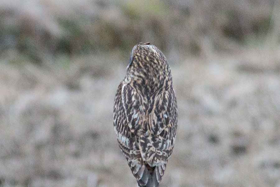 コミミズク コミミズクの画像