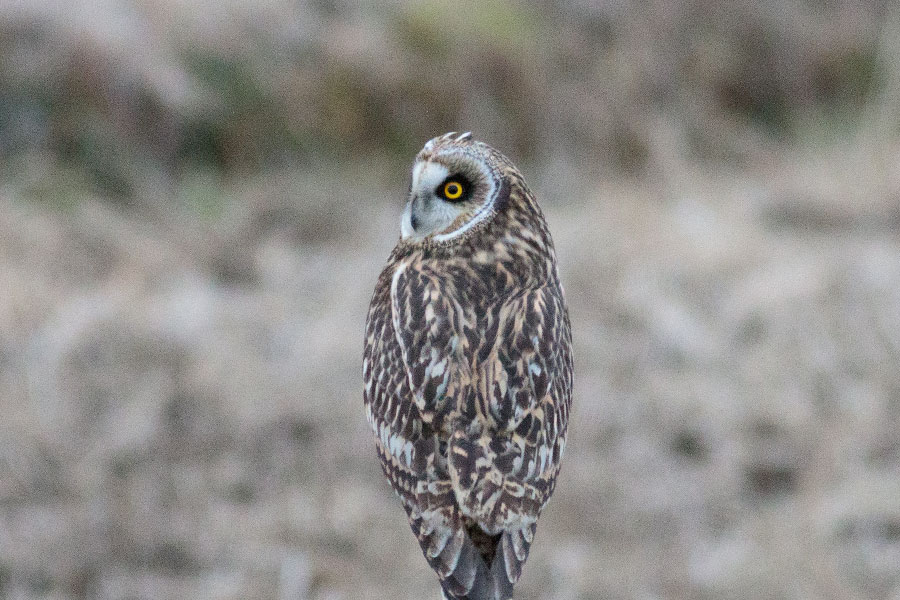 コミミズク コミミズクの画像