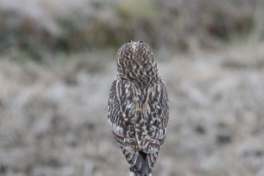 コミミズク コミミズクの画像