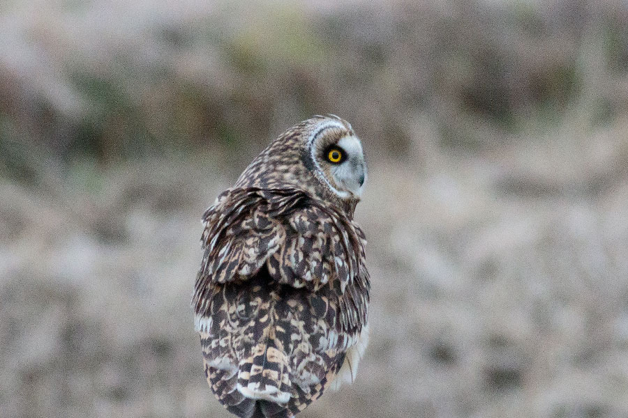 コミミズク コミミズクの画像
