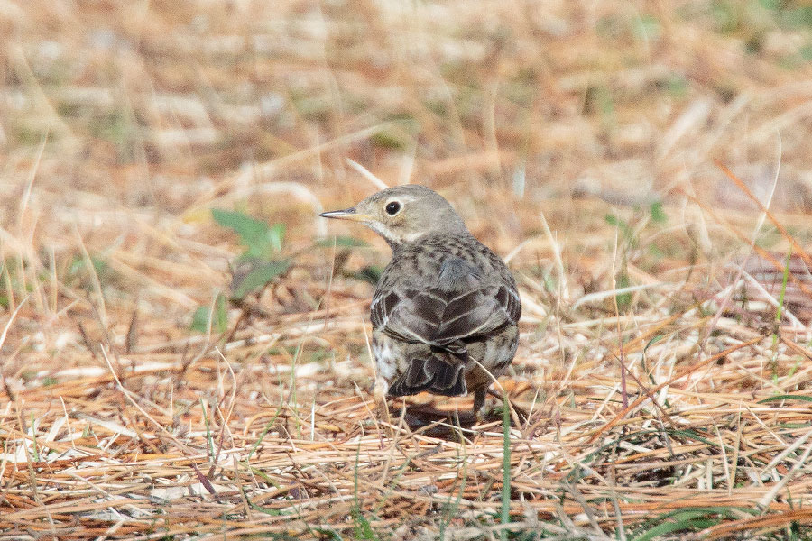 タヒバリ タヒバリの画像