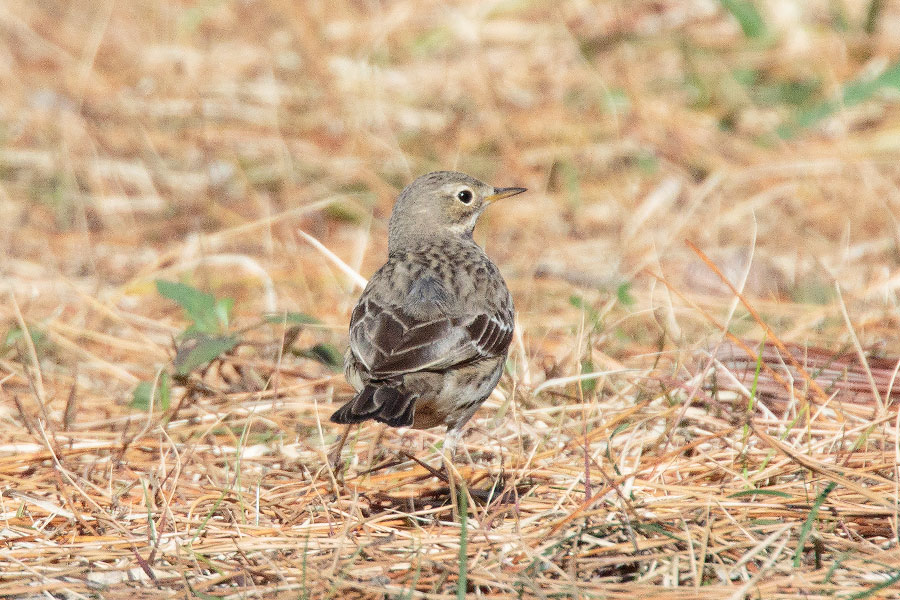 タヒバリ タヒバリの画像