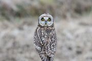 コミミズク コミミズクの画像