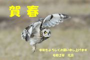 コミミズク コミミズクの画像