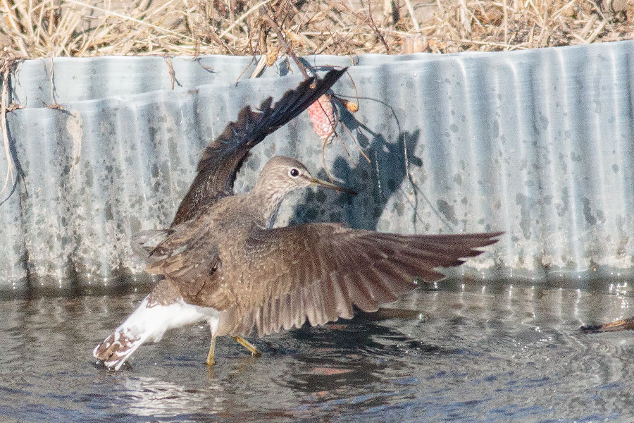 クサシギ クサシギの画像