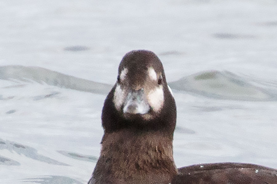 シノリガモ シノリガモの画像
