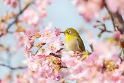 メジロ メジロの画像