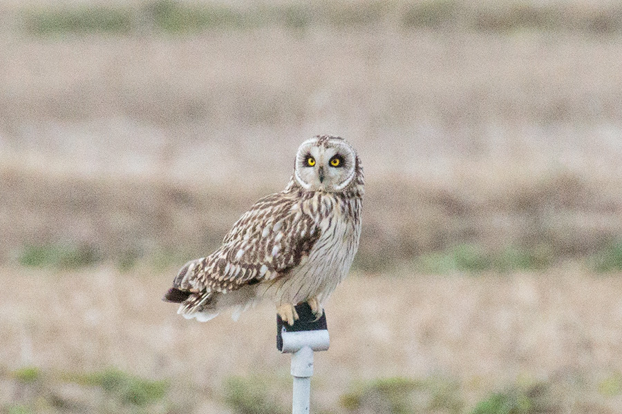 コミミズク コミミズクの画像