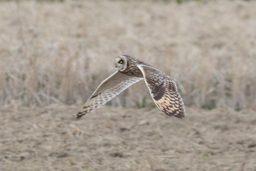 コミミズク コミミズクの画像