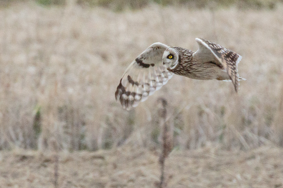 コミミズク コミミズクの画像