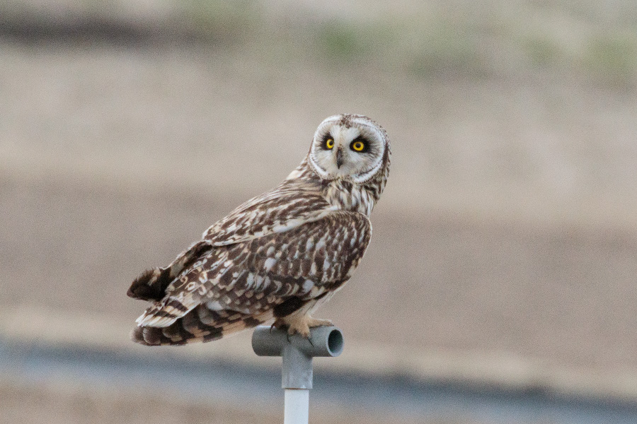 コミミズク コミミズクの画像