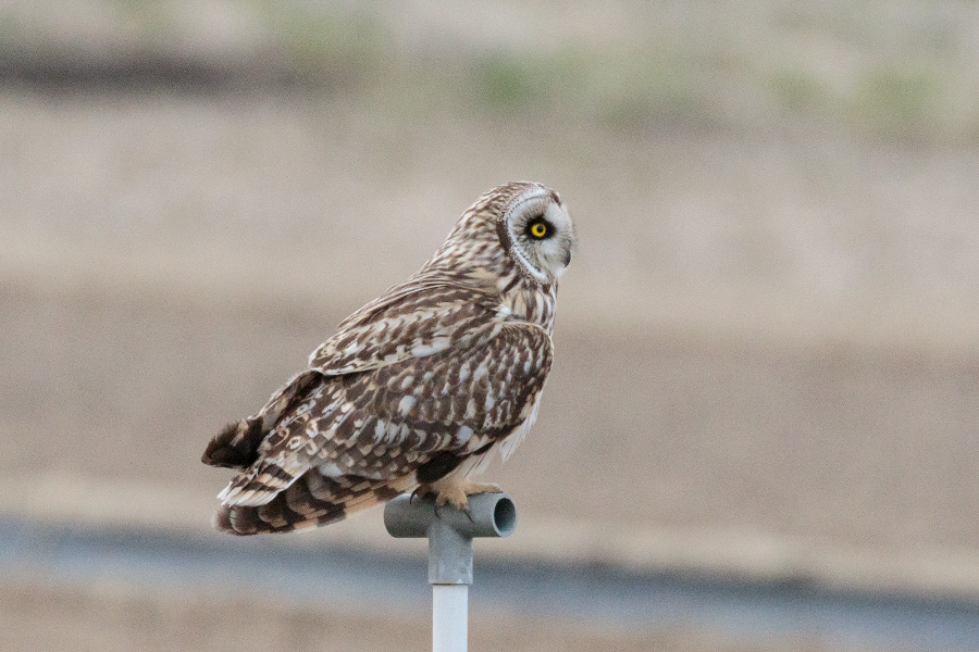 コミミズク コミミズクの画像