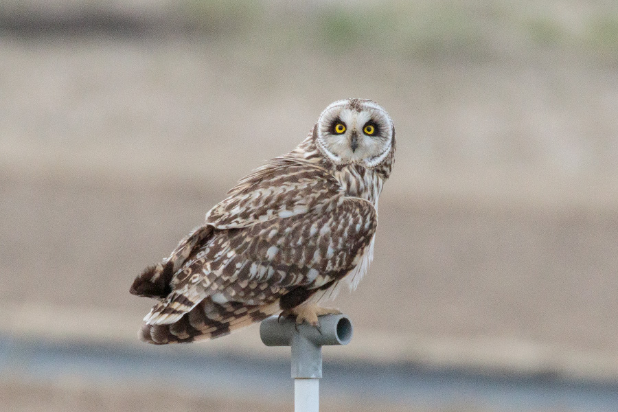 コミミズク コミミズクの画像