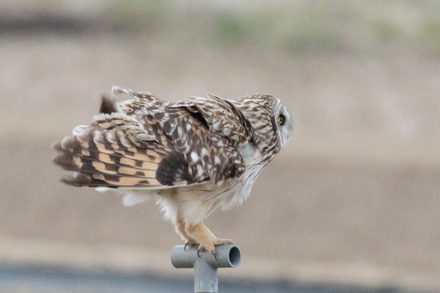 コミミズク コミミズクの画像