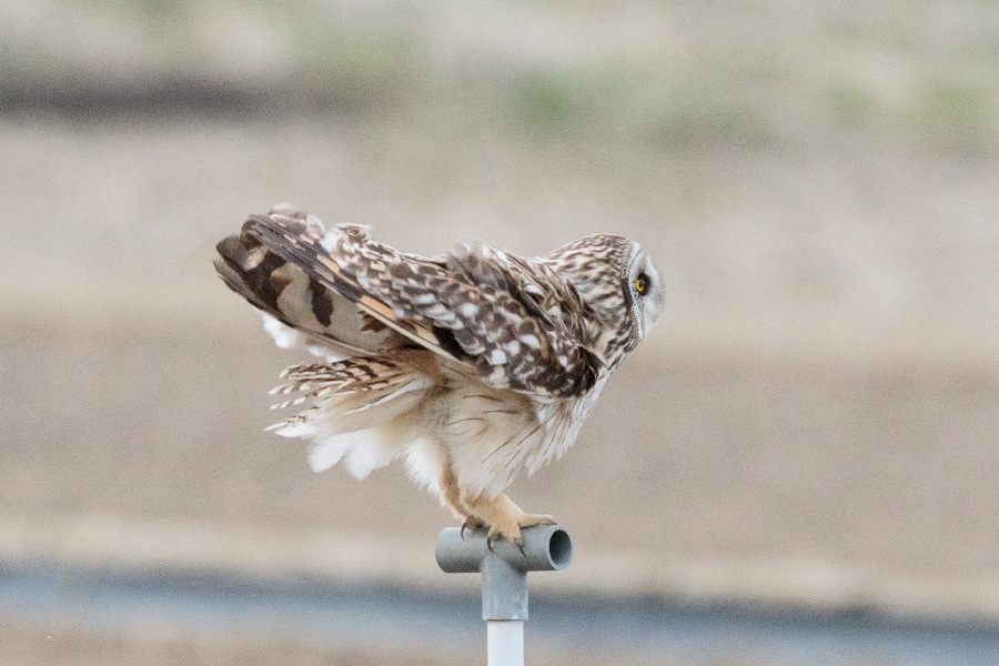 コミミズク コミミズクの画像
