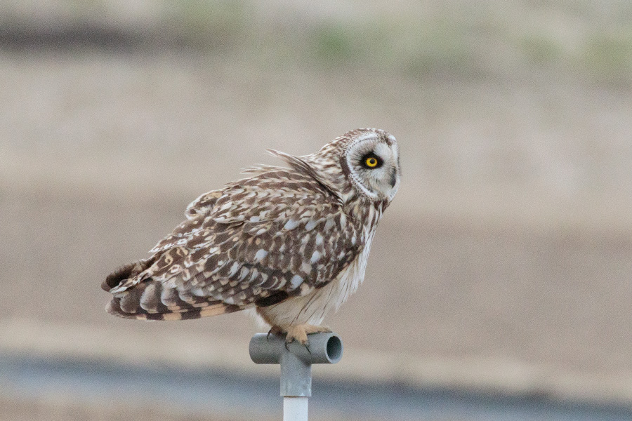 コミミズク コミミズクの画像