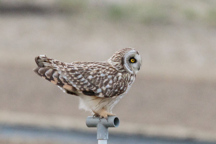 コミミズク コミミズクの画像