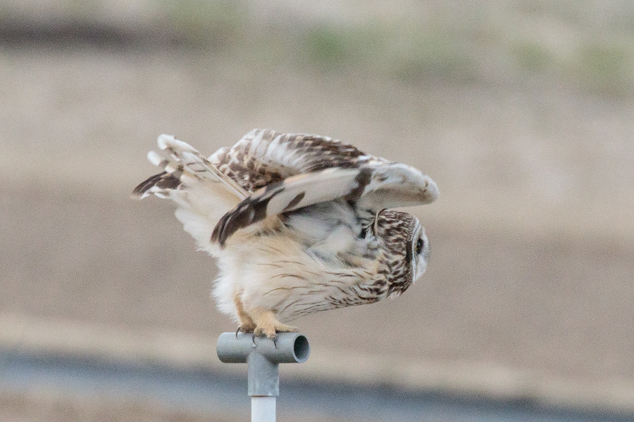 コミミズク コミミズクの画像