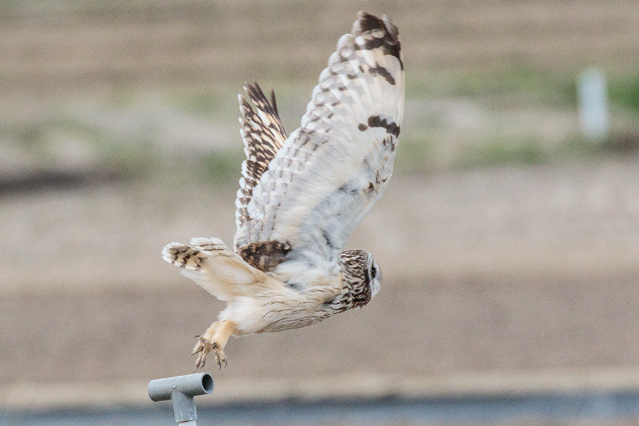 コミミズク コミミズクの画像