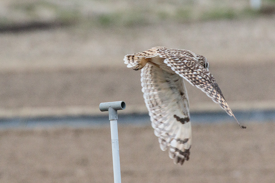 コミミズク コミミズクの画像