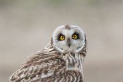 コミミズク コミミズクの画像