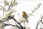 メジロ メジロの画像