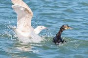 カワウとオオセグロカモメ カワウとオオセグロカモメの画像