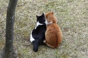 ネコ ネコの画像