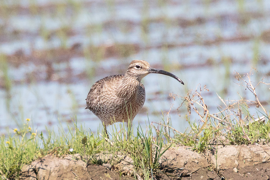 チュウシャクシギ チュウシャクシギの画像