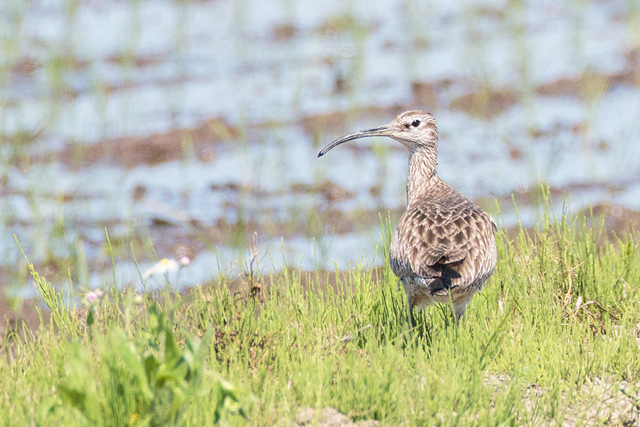 チュウシャクシギ チュウシャクシギの画像