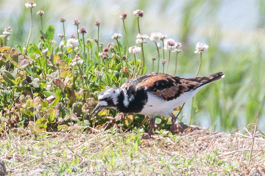 キョウジョシギ キョウジョシギの画像