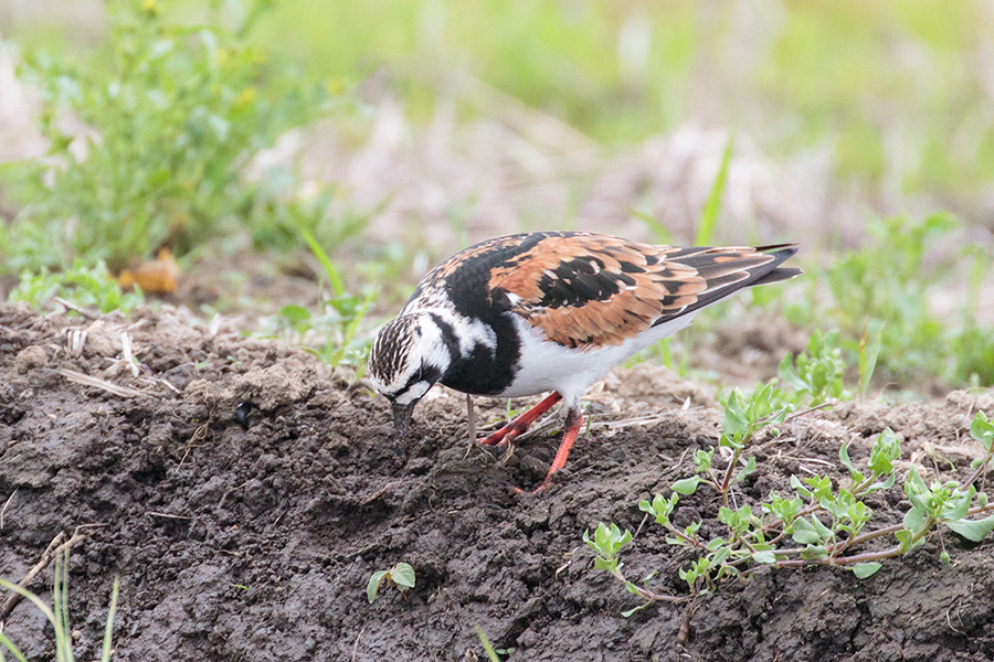 キョウジョシギ キョウジョシギの画像