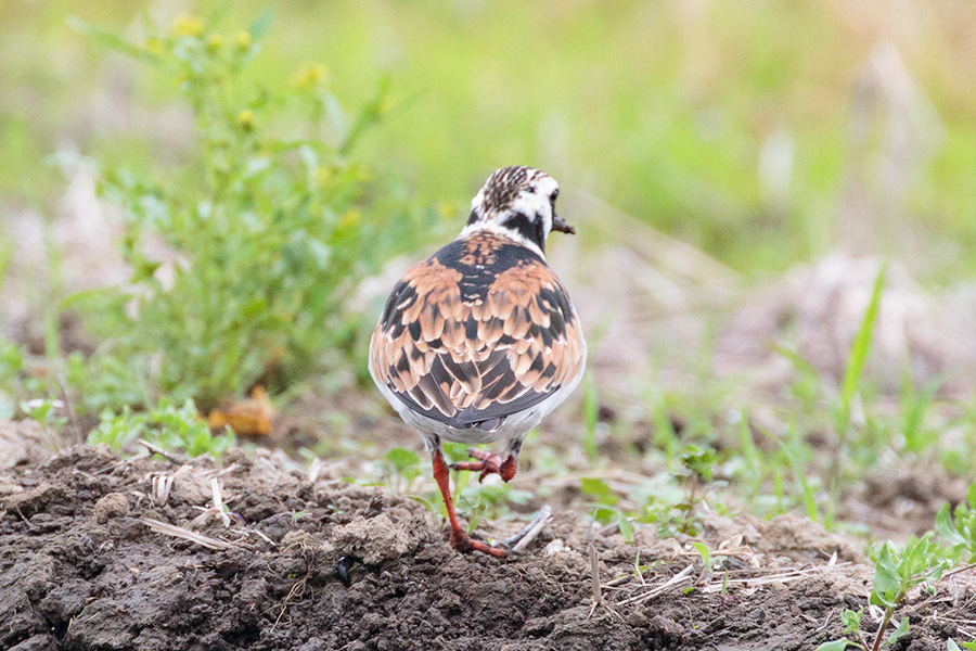 キョウジョシギ キョウジョシギの画像