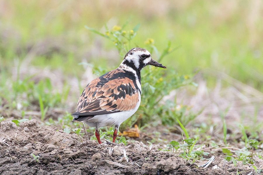 キョウジョシギ キョウジョシギの画像
