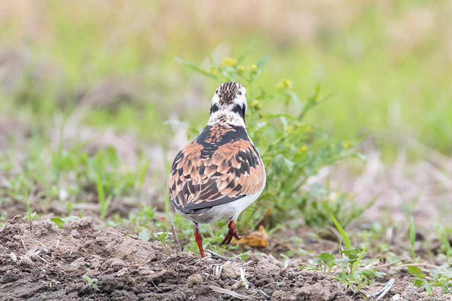 キョウジョシギ キョウジョシギの画像