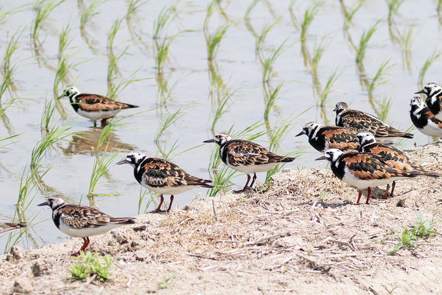 キョウジョシギ キョウジョシギの画像