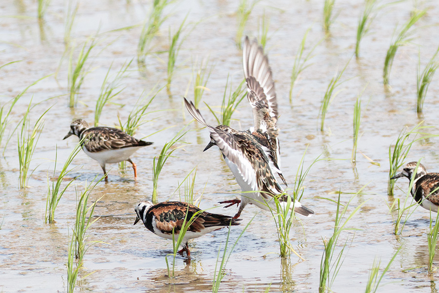 キョウジョシギ キョウジョシギの画像