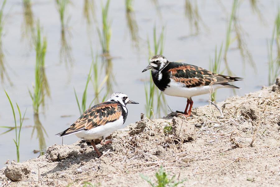 キョウジョシギ キョウジョシギの画像