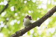 ヒバリ ヒバリの画像