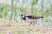 キョウジョシギ キョウジョシギの画像