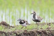ムナグロ と キョウジョシギ ムナグロ と キョウジョシギの画像