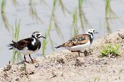 キョウジョシギ キョウジョシギの画像