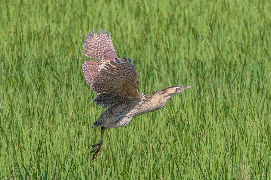 サンカノゴイ サンカノゴイの画像