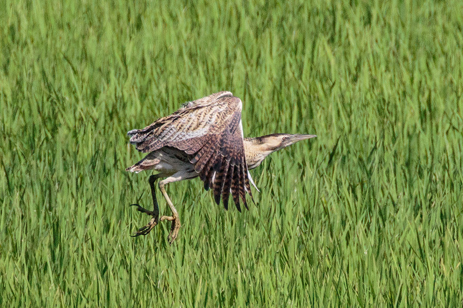 サンカノゴイ サンカノゴイの画像