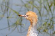 アマサギ アマサギの画像