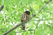 アオバズク アオバズクの画像